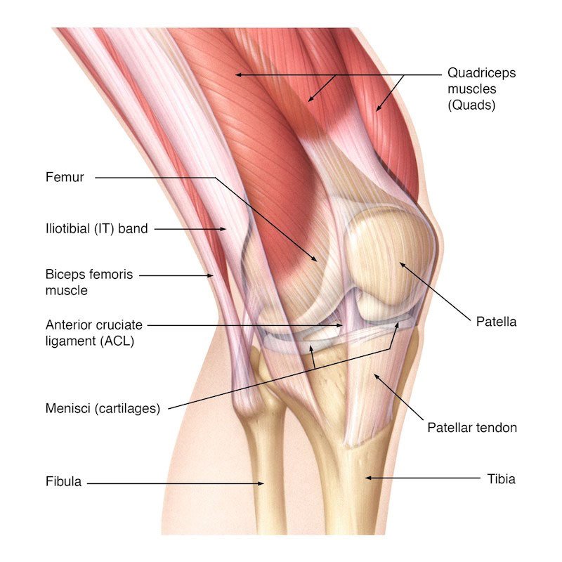 Diz Anatomisi Yapılar
